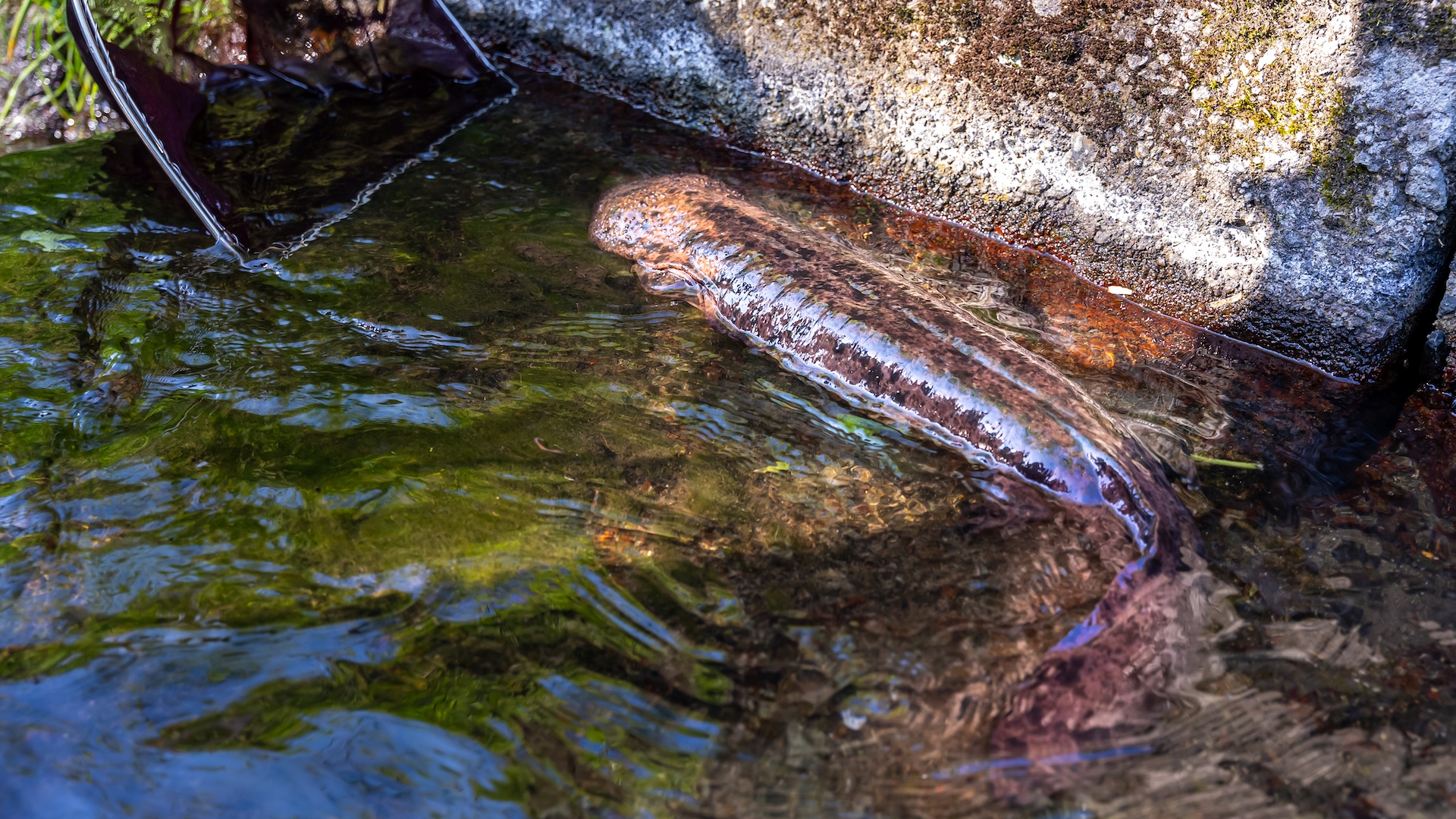 Japanese giant Salamander with net_Sustainable Daisen