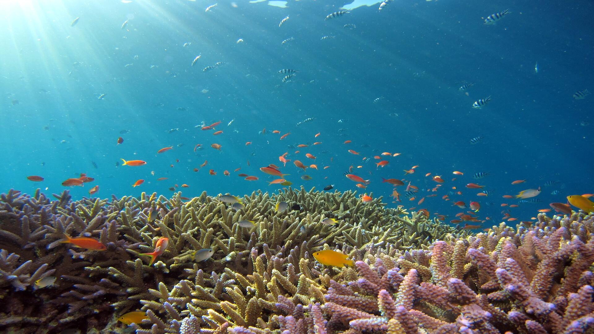 Diventare coralli dopo la morte, per salvare la biodiversità - la