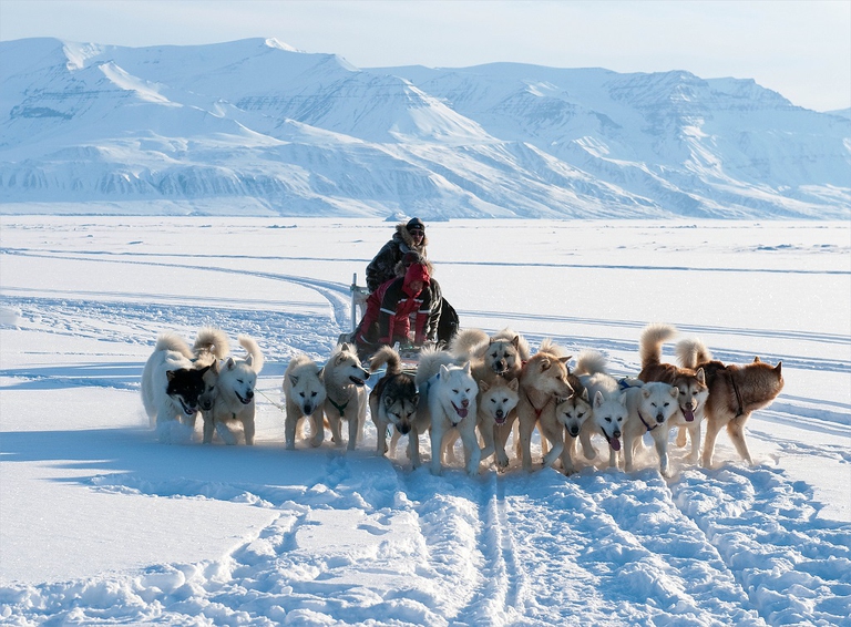 11_5736. Ole Jorgen Hammeken with 15 dogs