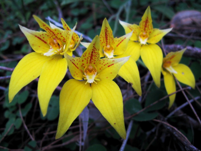 australian flowers caledenia flava