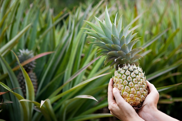 La bromelina, estratta dall ananas, è uno dei principi attivi di Enzyformula © ingimage