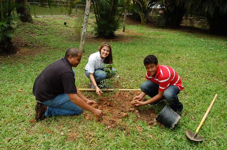 Messa a dimora di un giovane albero a Portorico