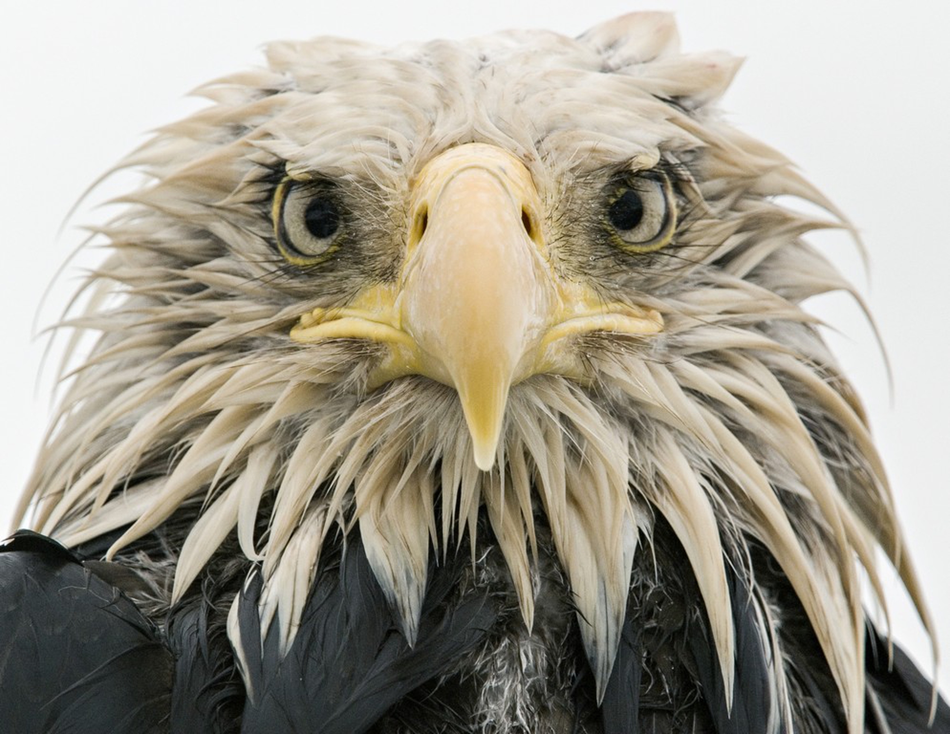 Bold eagle © Klaus Nigge/Wildlife Photographer of the Year