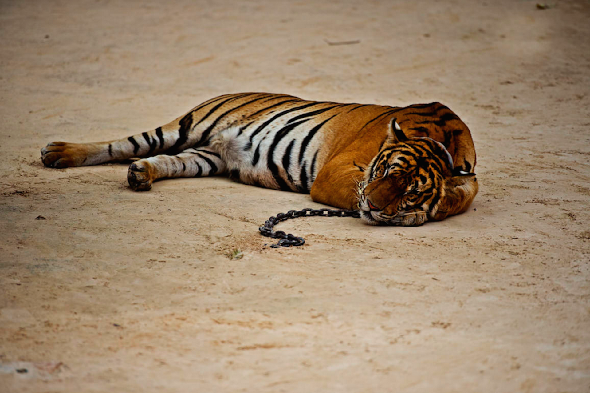 20 tiger-chains