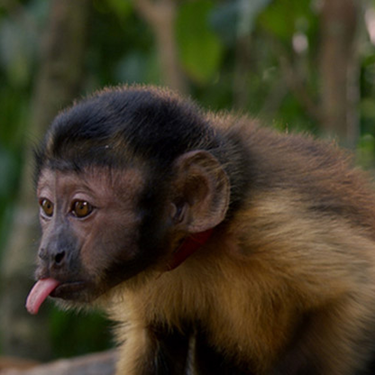 Amazzonia 3d Dal 23 Marzo Nei Cinema Lifegate