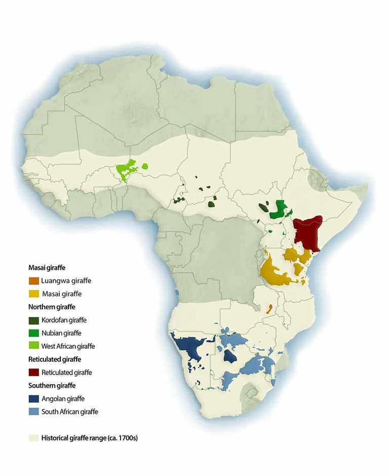 specie di giraffa