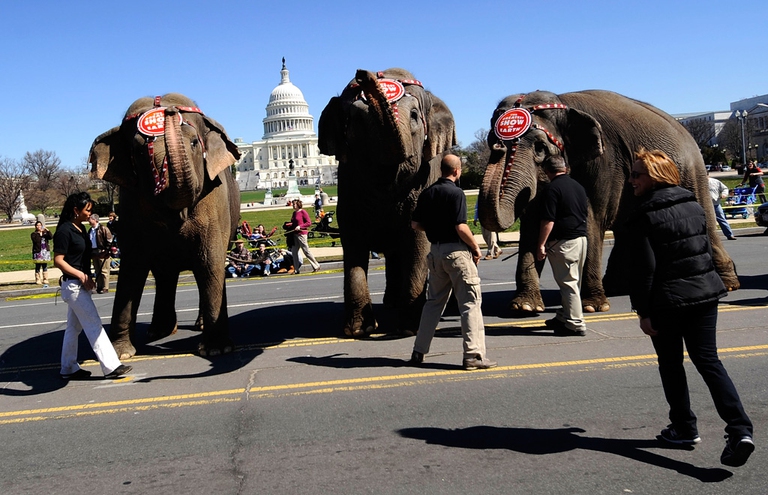 elefanti-circo-ringling-3