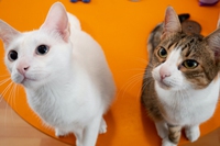 Quando i gatti in casa sono due: i segreti per una convivenza al top