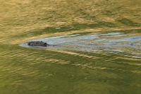 Bentornato in Italia, castoro