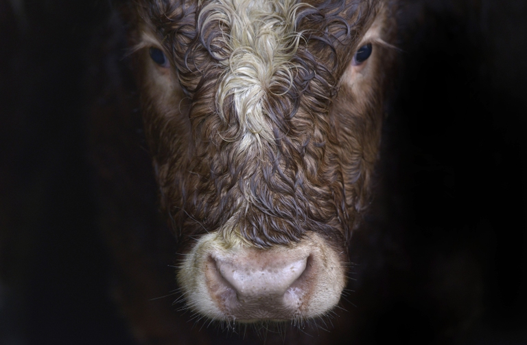 A cow in a slaughterhouse