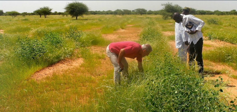 WeForest_BurkinaFaso