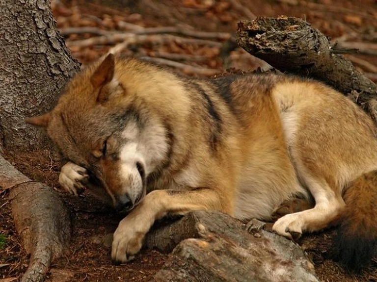 Caccia ai lupi, il Tar sospende l'ordinanza di Tosi - LifeGate