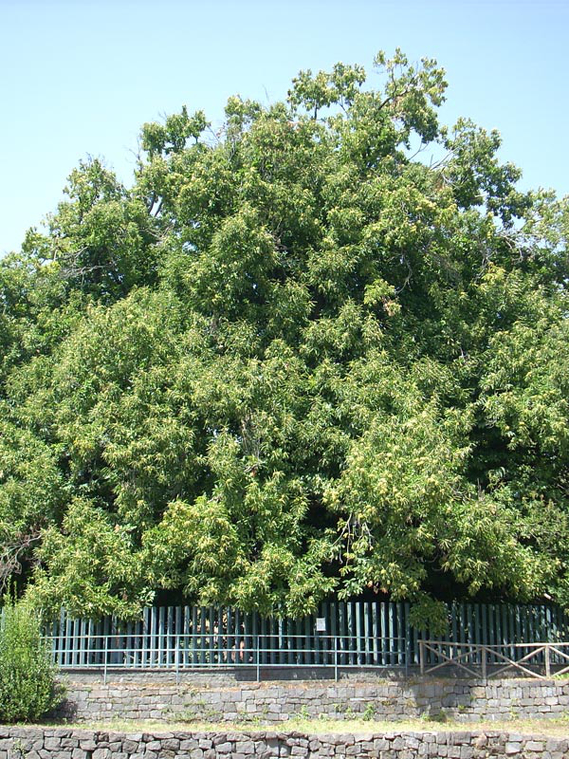 10 maestosi alberi monumentali da andare a trovare