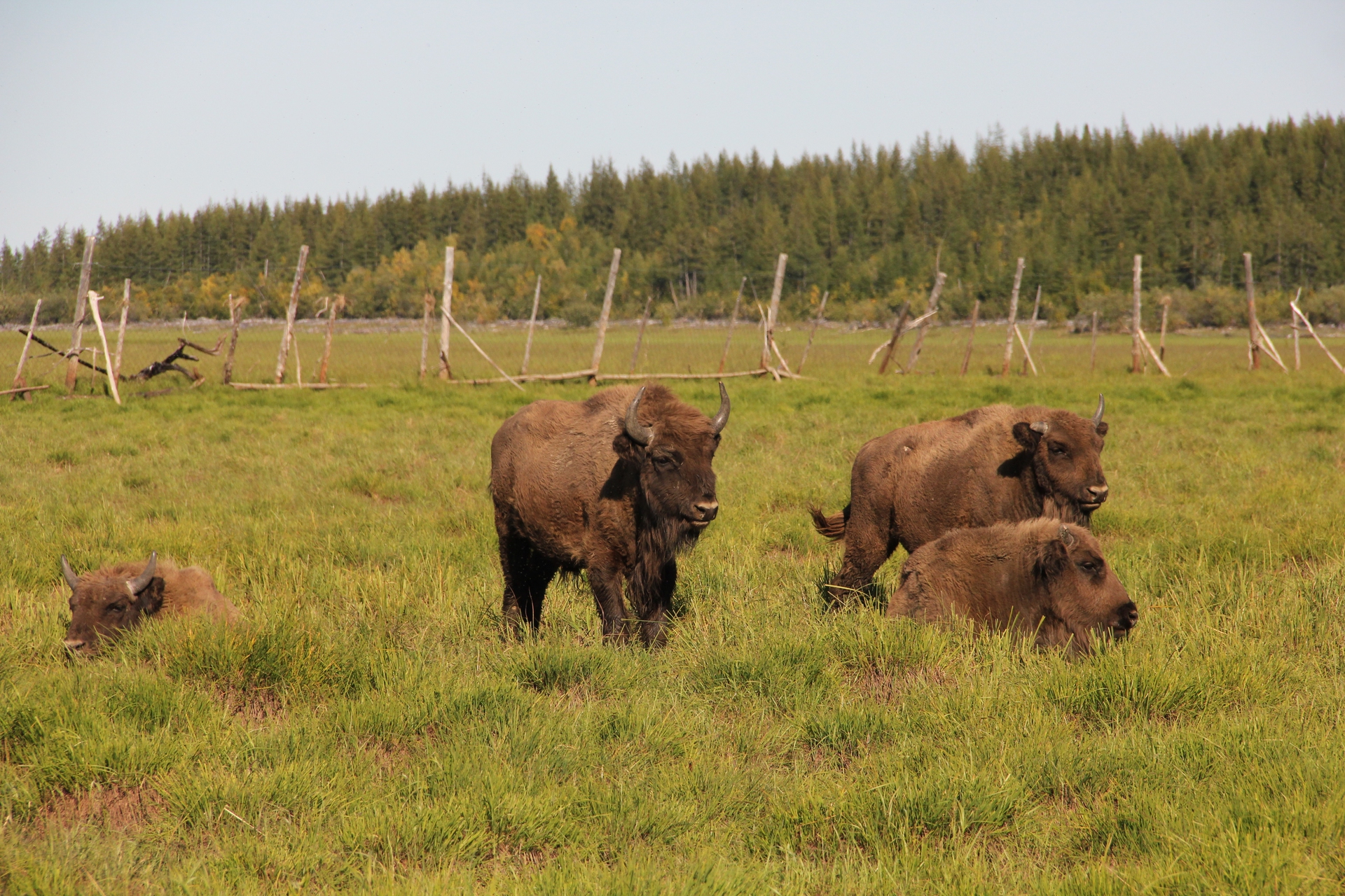 Bisonti che pascolano nel Pleistocene park