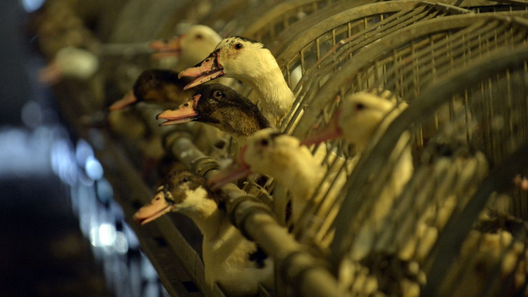 Per produrre il foie gras gli animali sono sottoposti all'alimentazione forzata. In Francia, paese simbolo del foie gras, il processo si chiama ‘gavage’, che significa ingozzamento © Essere Animali