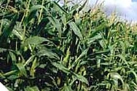 Il mais OGM colpisce ancora