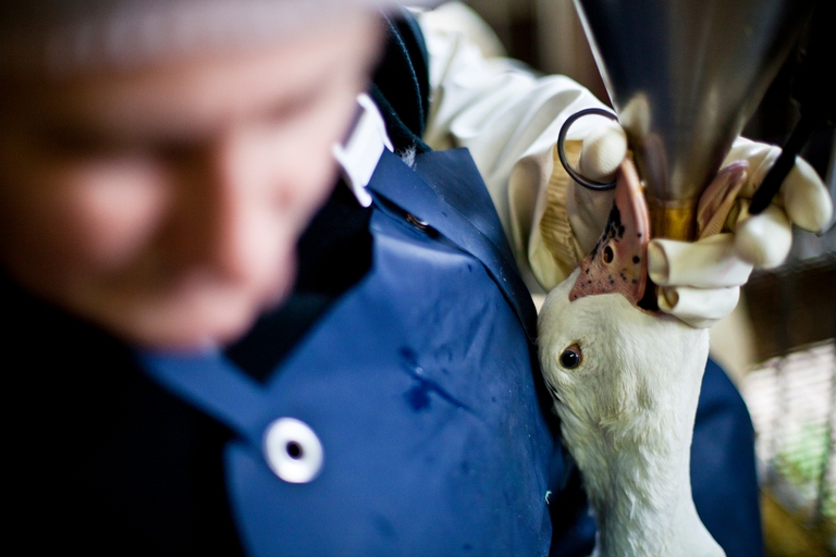 La produzione di foie gras