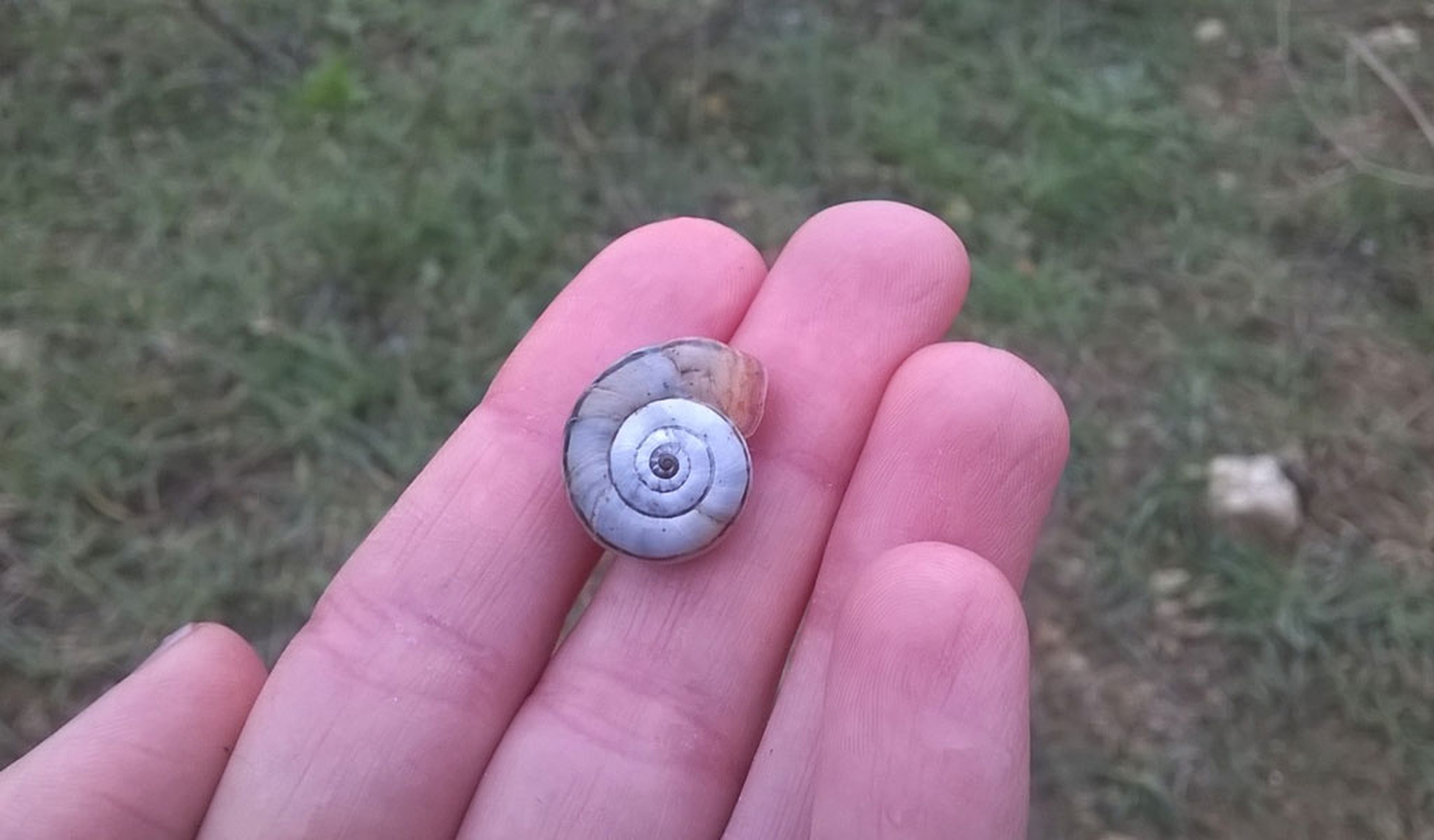 Un esemplare di Xerosecta giustii