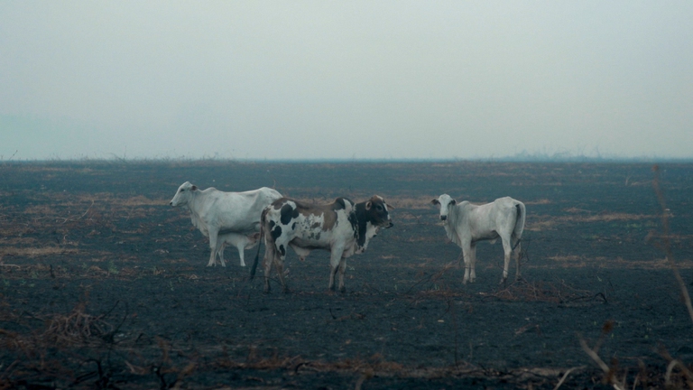 La deforestazione in Amazzonia è legata all'industria della carne
