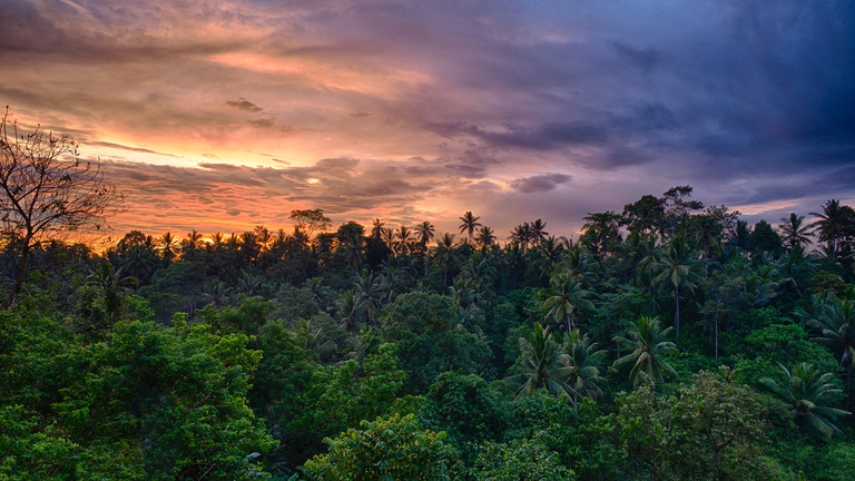 foreste dell'Indonesia