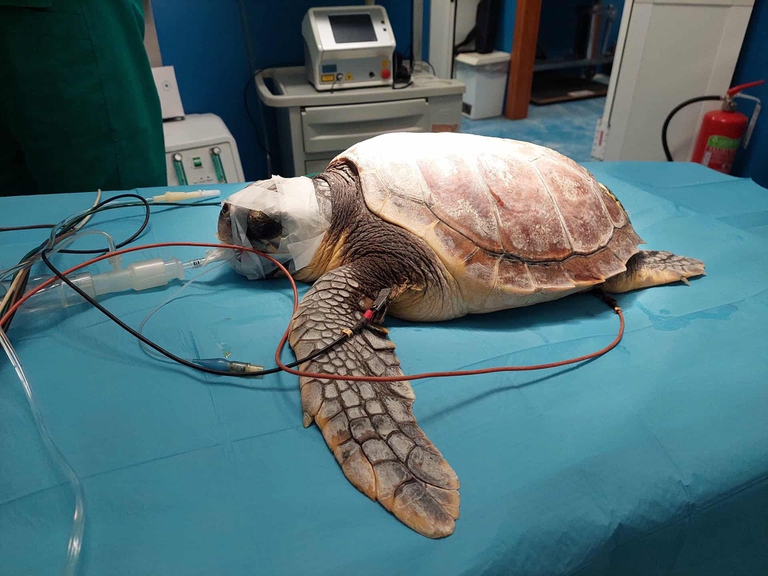 tarataruga caretta caretta ferita