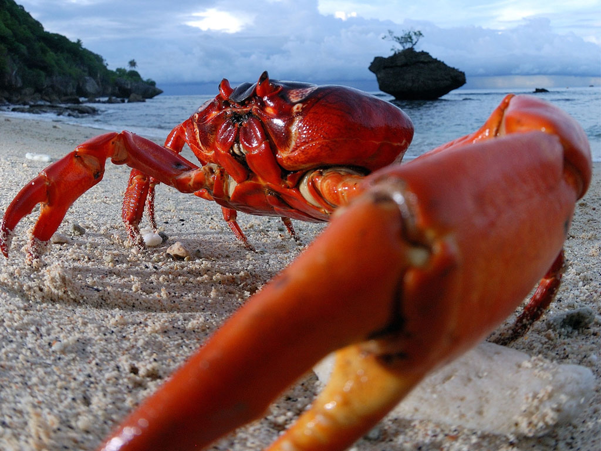 Крабы в красном море