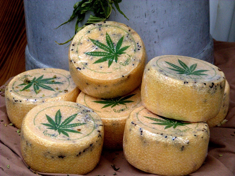 Formaggio alla canapa