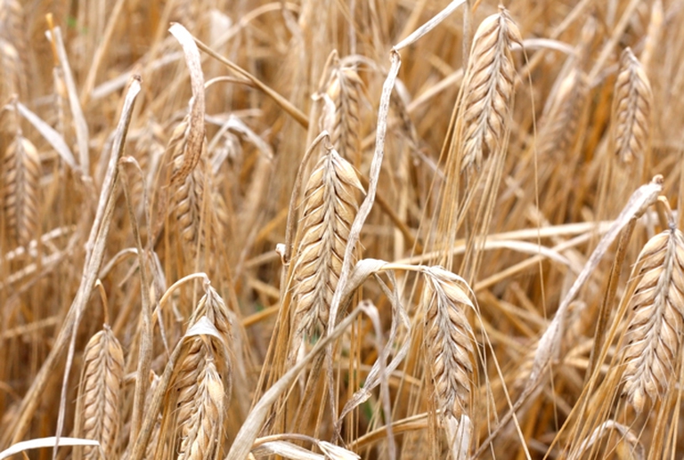 orzo_spighe