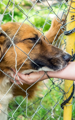 Apri il cancello, una campagna per dar voce ai cani in cerca di una famiglia