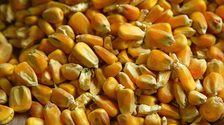 chicchi di mais sfusi da coltivazioni ogm
