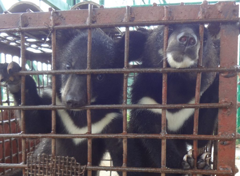 illegal wildlife trade GT SEZ golden triangle laos caged bears