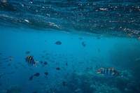 Welcome to the UN Decade of Ocean Science