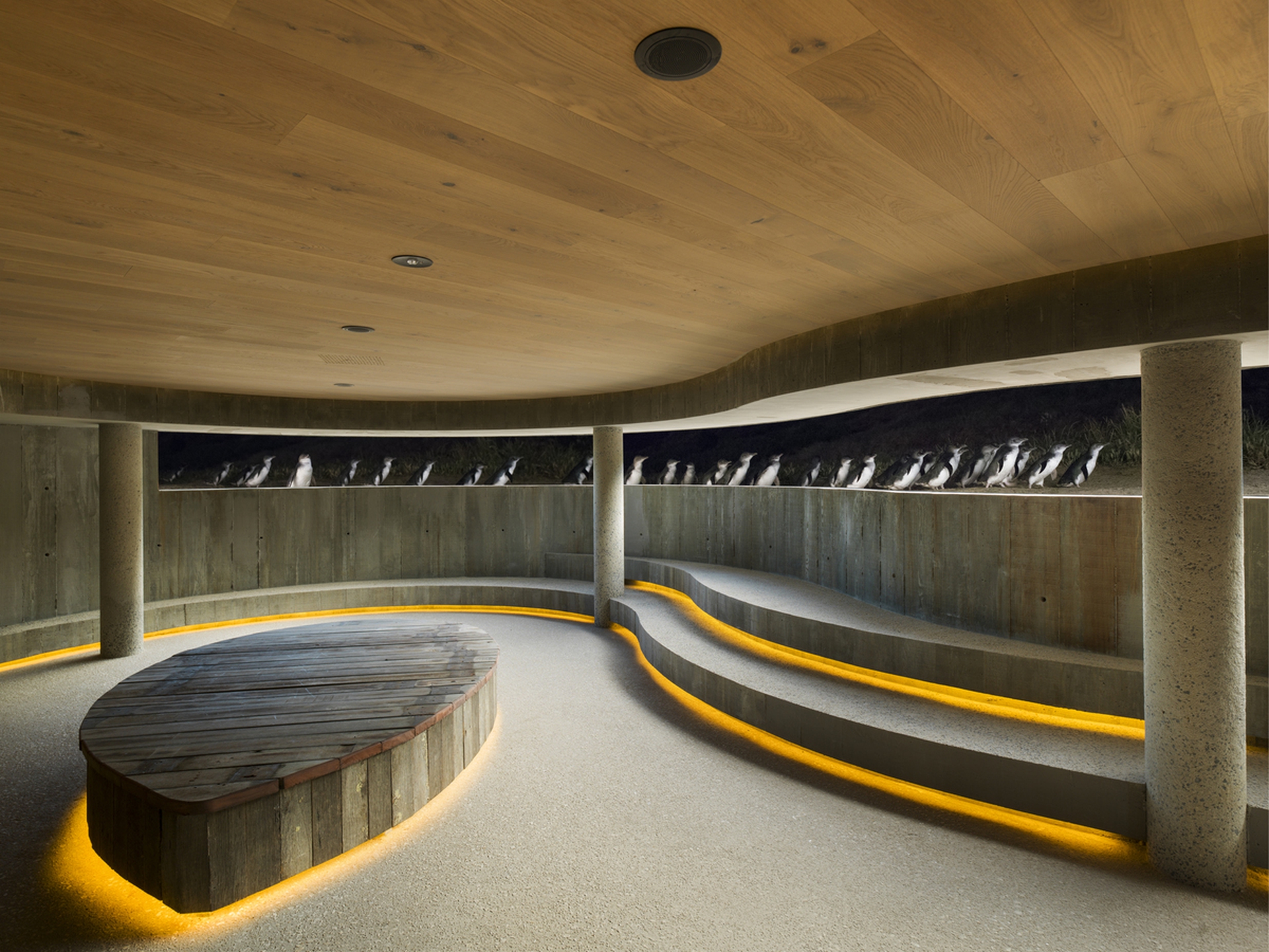 I pinguini dell'isola di Phillip