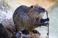 Specie aliene, un’invasione silenziosa che minaccia la biodiversità