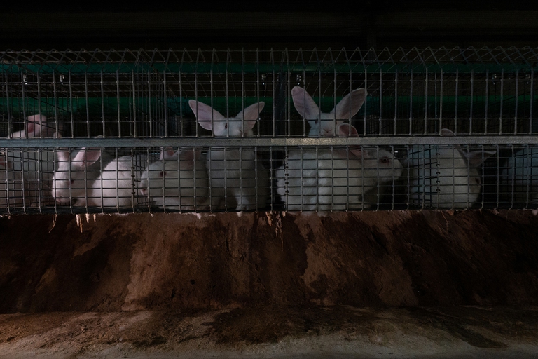 Due conigli rinchiusi in gabbia 