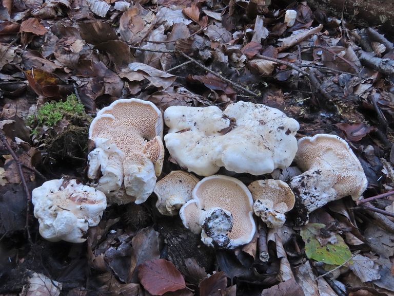 fungus