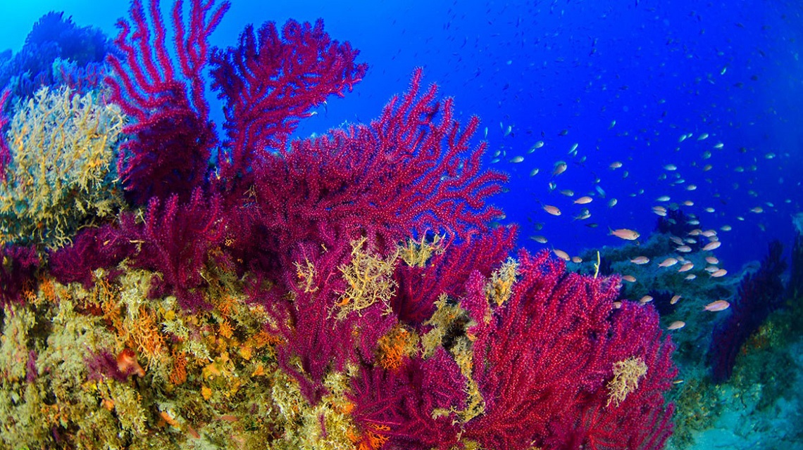 Sicilia, scoperte spettacolari foreste di coralli vicino a vulcani  sottomarini - LifeGate