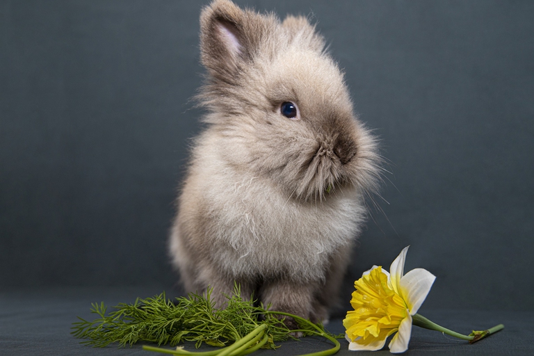 cucciolo di coniglio