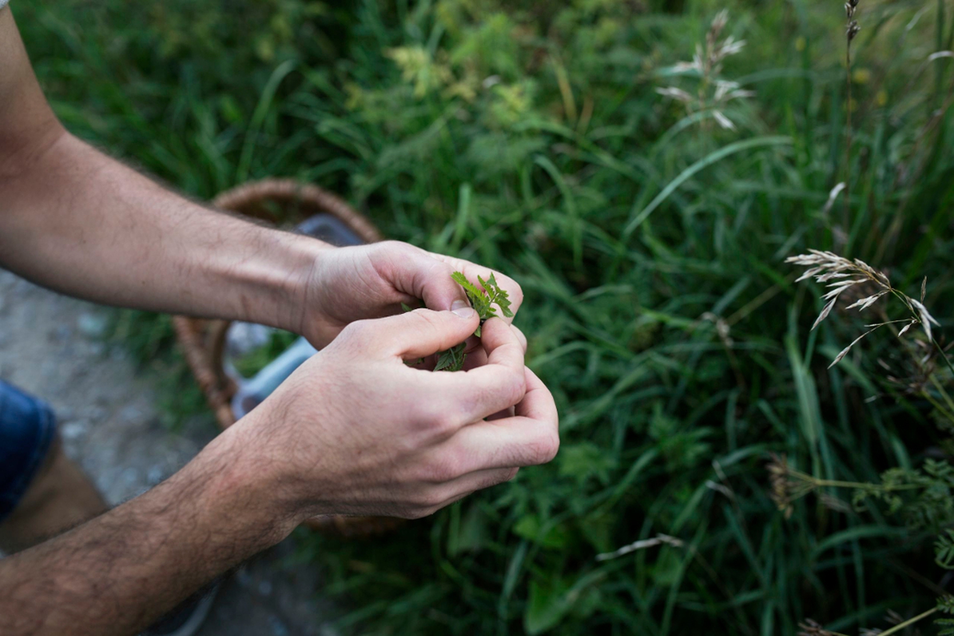 Per praticare foraging occorre conoscere beni i frutti del bosco