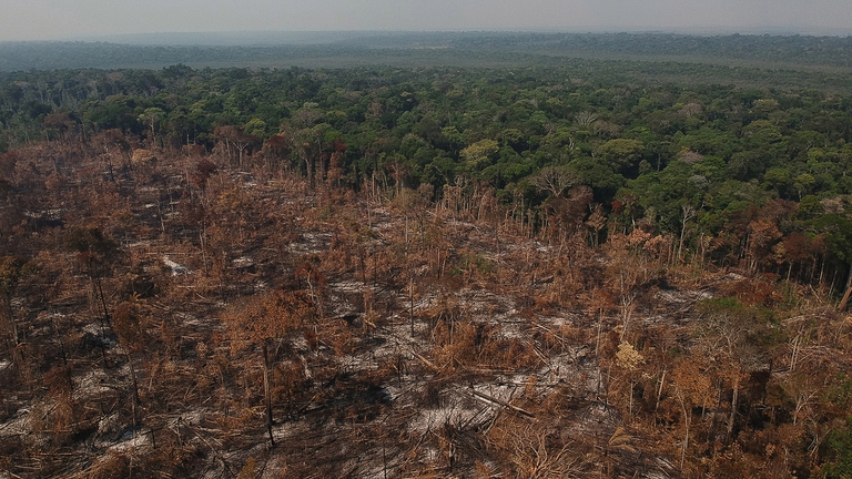 coltivazioni di soia nella foresta amazzonica, foreste