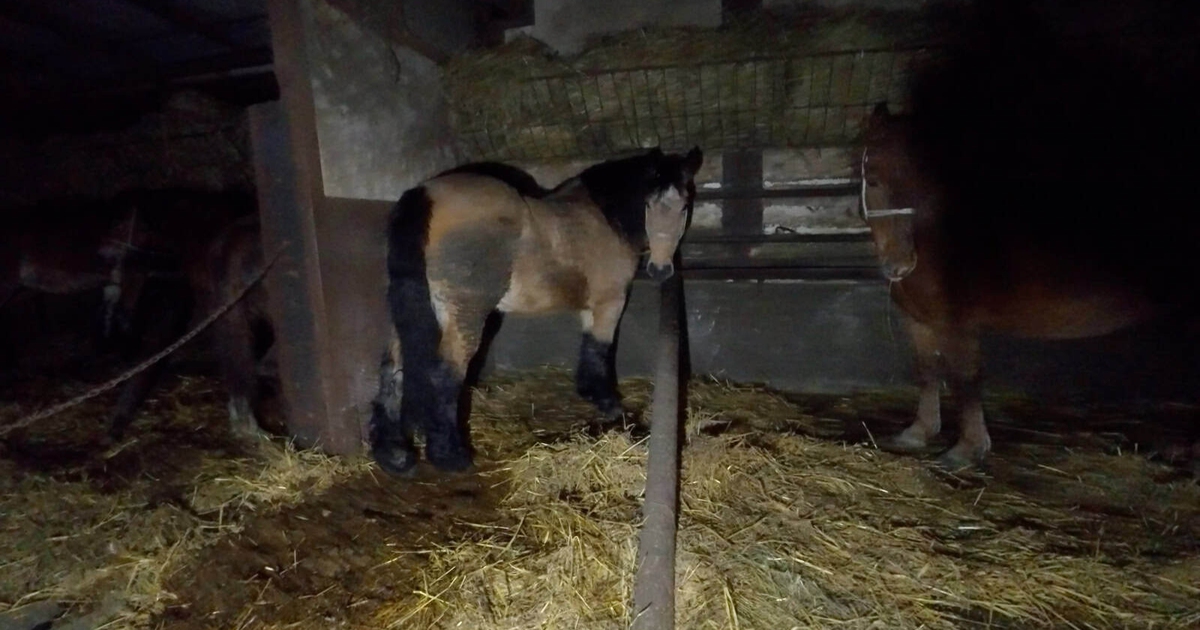 Cavalli in macello, animali in sofferenza, sistema di sfruttamento, Italia