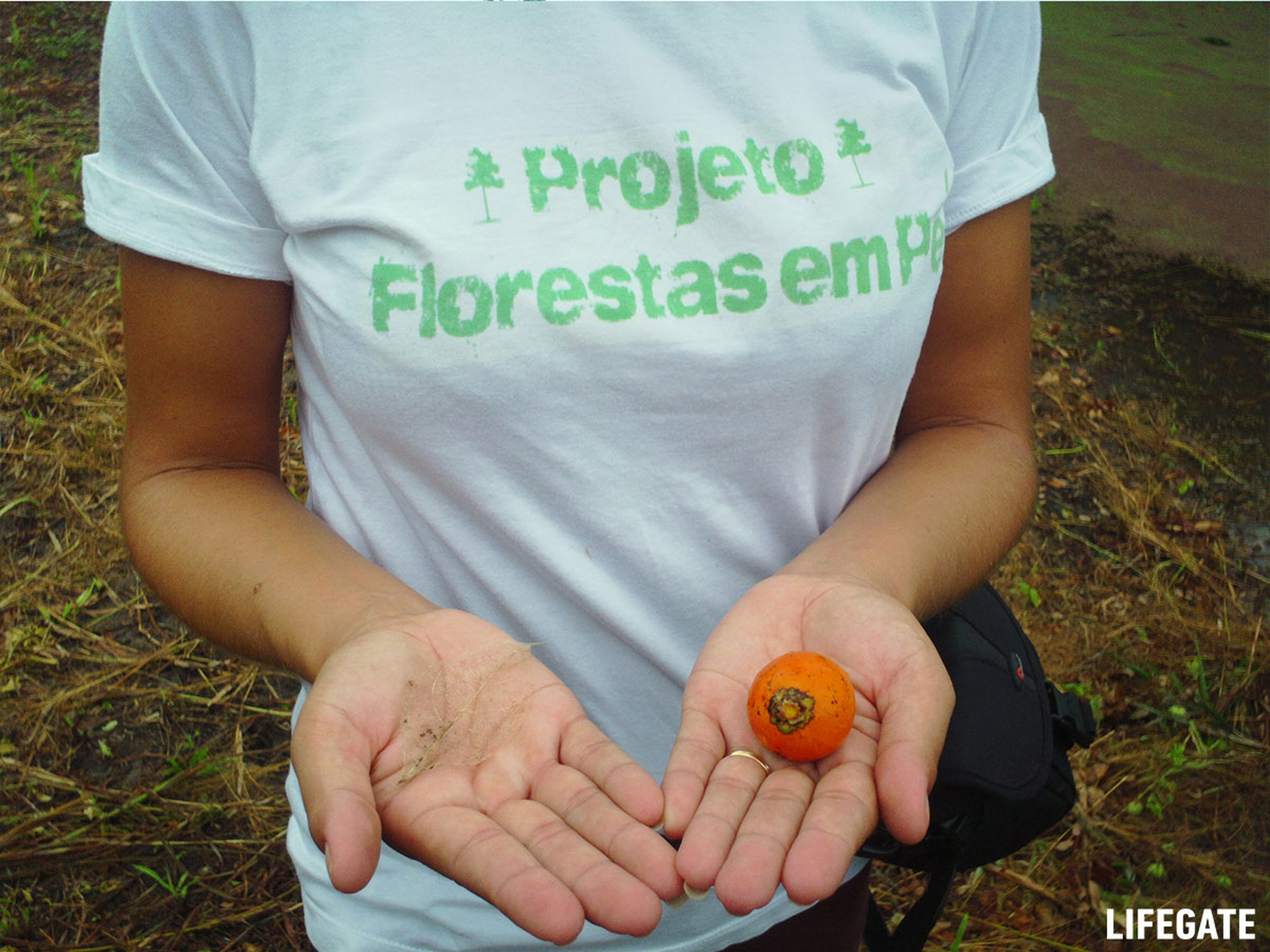 Foreste in piedi 2017