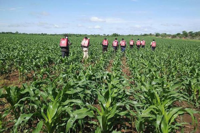 farm Zambia spraying against armyworms