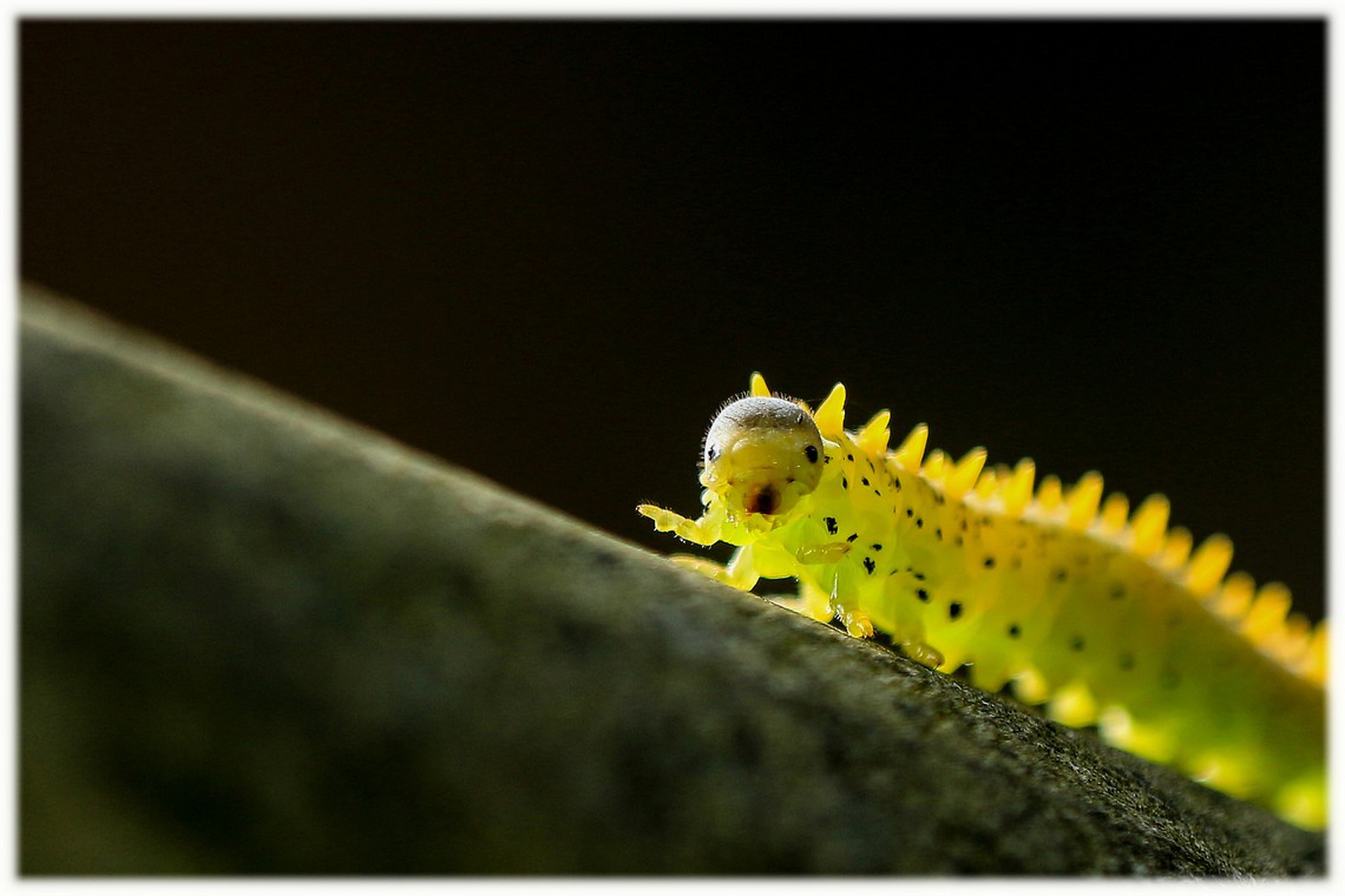 Which way di Aster Leung – Comedy wildlife photography awards