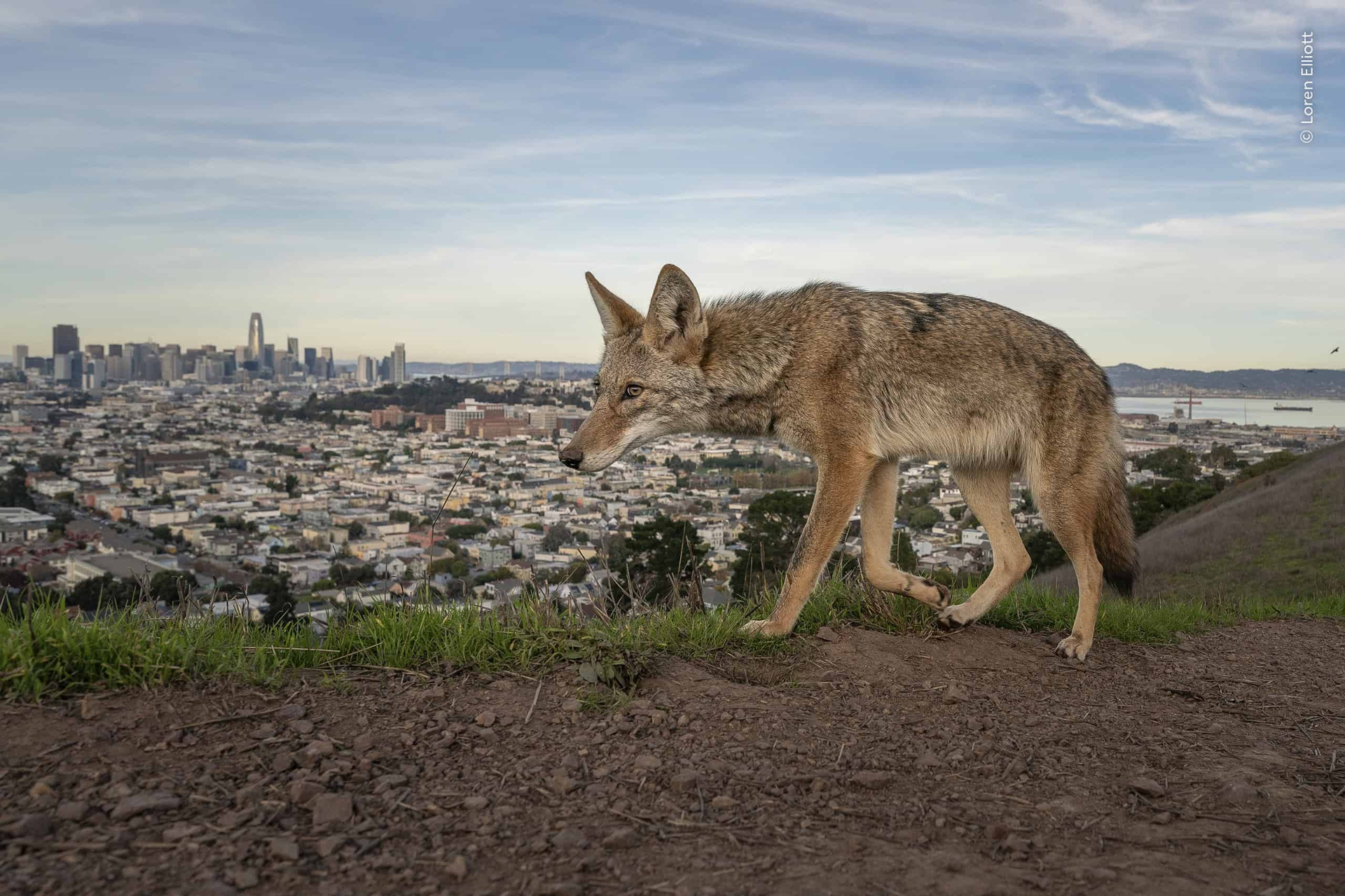 &copy; Wildlife Photographer of the Year