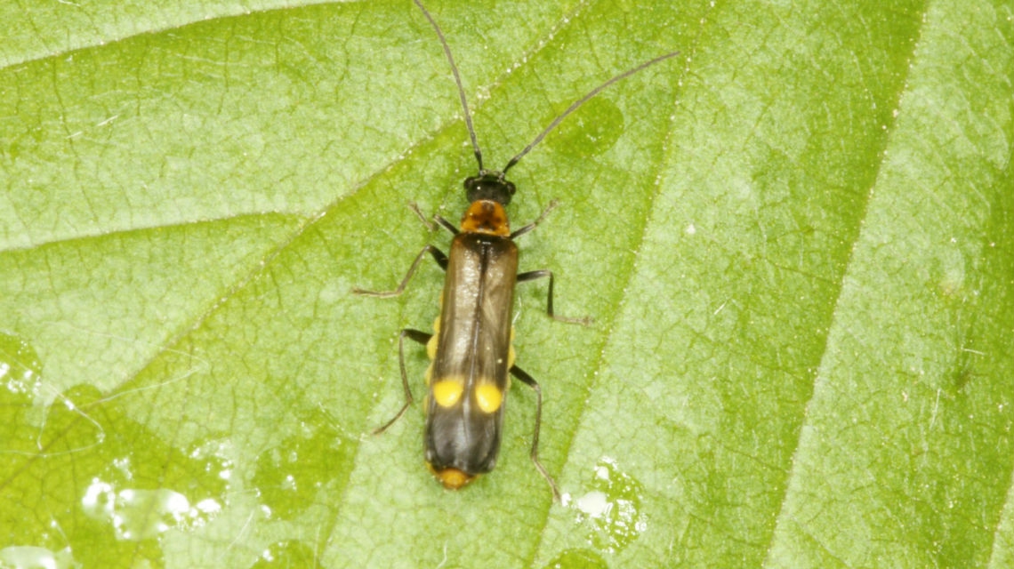 Scoperta una nuova specie di insetto nel parco nazionale dell'Aspromonte LifeGate Scoperta una nuova specie di insetto nel parco nazionale dell'Aspromonte LifeGate