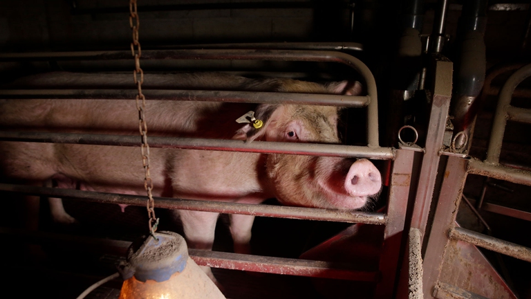 Un maiale chiuso in gabbia