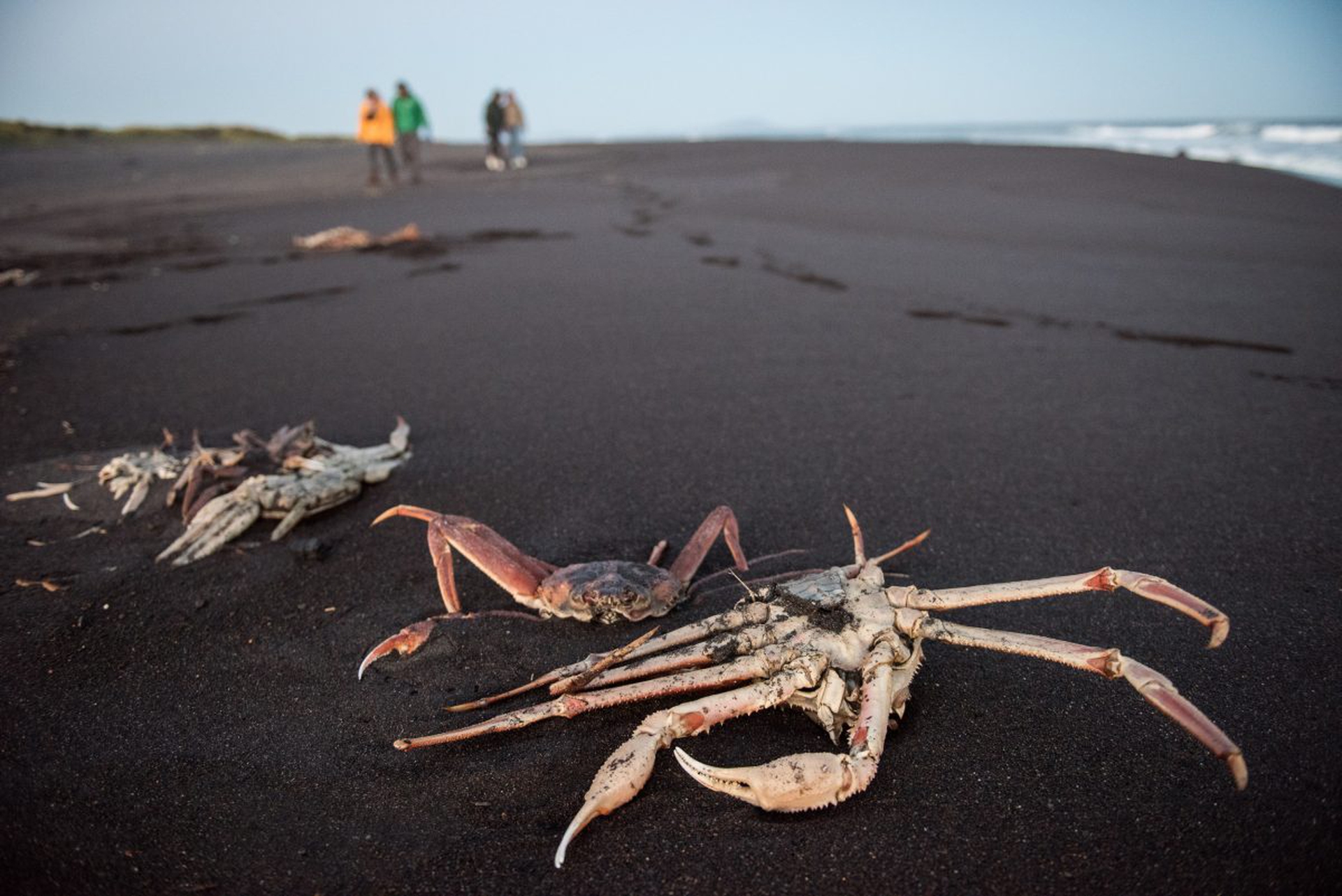 Investigation in Kamchatka: Dead Animals on the Beaches
Расследование загрязнения на Камчатке: погибшие животные в черте города и на пляжах