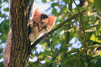 I gatti e l’ecosistema, quando l’istinto predatorio è un danno