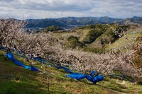 L’ume, l’albicocca giapponese dell’umeboshi, è il frutto di 400 anni di agricoltura sostenibile
